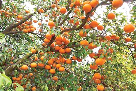 کینو کے باغ پر دھاوا،بھاری نقصان