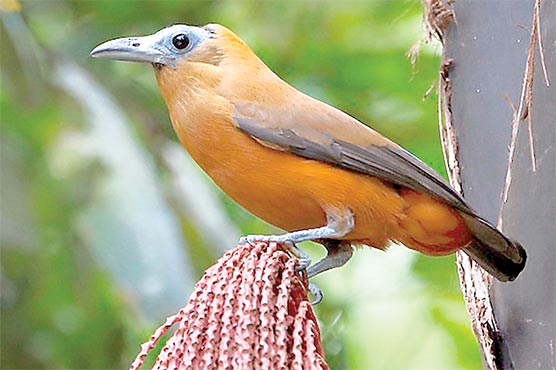 2رنگوں کے پر اورسر سے گنجا حیرت انگیز پرندہ کیپوچن برڈ