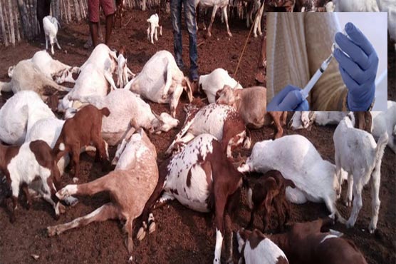 درجن بکریوں کی اچانک موت ،علاقے میں ویکسی نیشن شروع