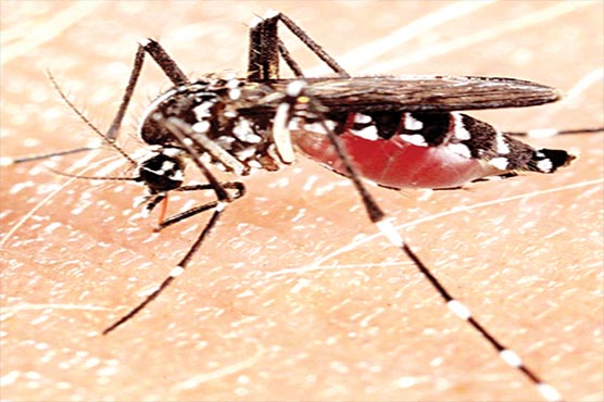 5مریض صحت یاب