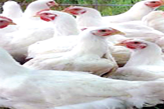 چکن کی قیمت میں 8 روپے کلو اضافہ