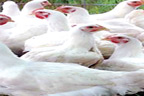 چکن کی قیمت میں 8 روپے کلو اضافہ