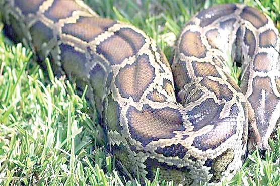 لندن:5فٹ لمبا اژدھا گرمی کی تلاش میں کچن پہنچ گیا