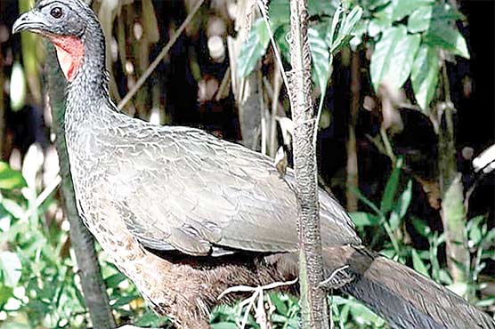  کافی کی مہنگی ترین قسم پرندے کی بیٹ سے نکالے جانیکاانکشاف