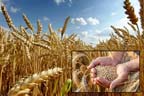 گندم کی فی ایکٹر پیداوار بڑھانے کیلئے منصوبہ پر عمل جاری 