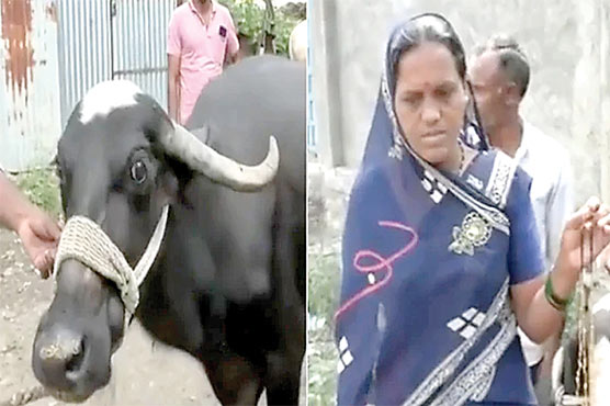 بھارت،میٹل ڈی ٹیکٹر سے تلاشی کے بعد بھینس کا آپریشن