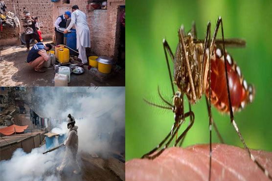 شہر  کی  28  یونین  کونسلوں  سے  لاروا  برآمد  انسداد  ڈینگی  کارروائیاں  تیز  کرنے  کا  حکم 