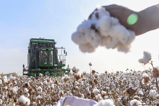 کپاس: پیداواری ہدف میں غفلت نہ برتیں، سیکرٹری زراعت