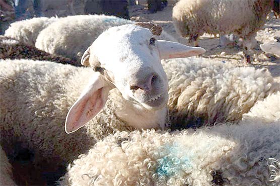 یونان میں بھیڑوں کا ریوڑ 272 کلو بھنگ چٹ کر گیا