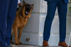 امریکی صدر کے کتے نے خفیہ  سروس کے ایک افسر کو کاٹ لیا