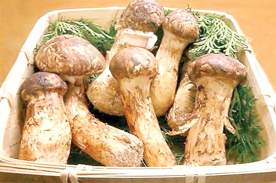 دنیا کی مہنگی ترین مشروم، قیمت 500 ڈالر فی 453 گرام 