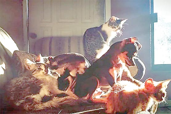 چھوٹے فلیٹ میں 166 کتے بلیاں رکھنے والی خاتون کو سزا