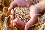 گندم خریداری ، کاشتکاروں کو رجسٹریشن میں مشکلات