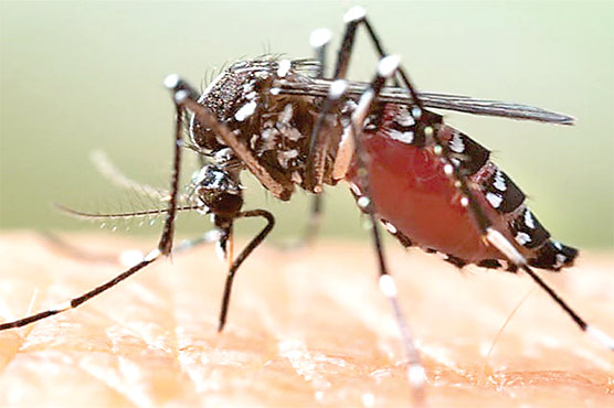 دنیا کی نصف آبادی کو مچھروں سے پھیلنے والی وبا کا خطرہ