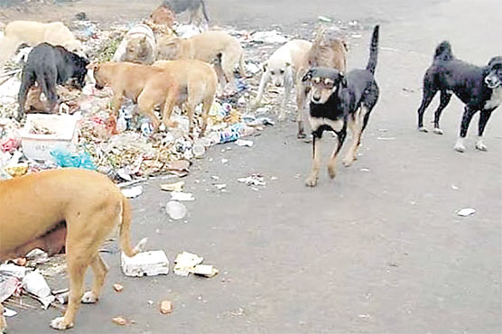 ڈسکہ :آوارہ کتوں کے غول ،کاٹنے سے متعدد شہری زخمی 