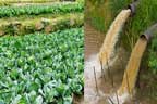 تتلے عالی :سیوریج کے پانی سے سبزیوں کے کھیت سیراب 