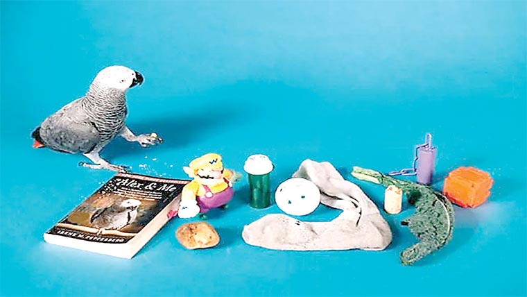 ٹک ٹاک سٹار طوطے نے اشیاء کی شناخت کا ریکارڈ بنا دیا