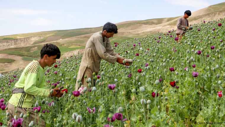 افغانستان میں پوست اگانے  پر 100 سے زائد افراد گرفتار 