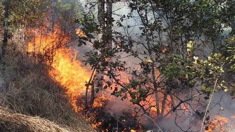 مری : جنگل میں آ گ بھڑک  اٹھی ، بیسیوں درخت خاکستر