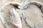   پاسکو گودام میں گندم میں ریت بھر  کر وزن پورا کرنے کا انکشاف