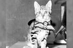 پہلی عالمی جنگ میں بلیوں نے کیا اہم کردار ادا کیا 