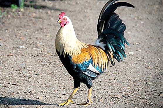 پولیس اہلکار مرغے کی سکیورٹی پر معمور، مگر کیوں