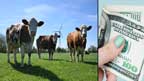 میتھین گیس ،ڈنمارک میں کسانوں  پرفی گائے 100 ڈالر ٹیکس عائد