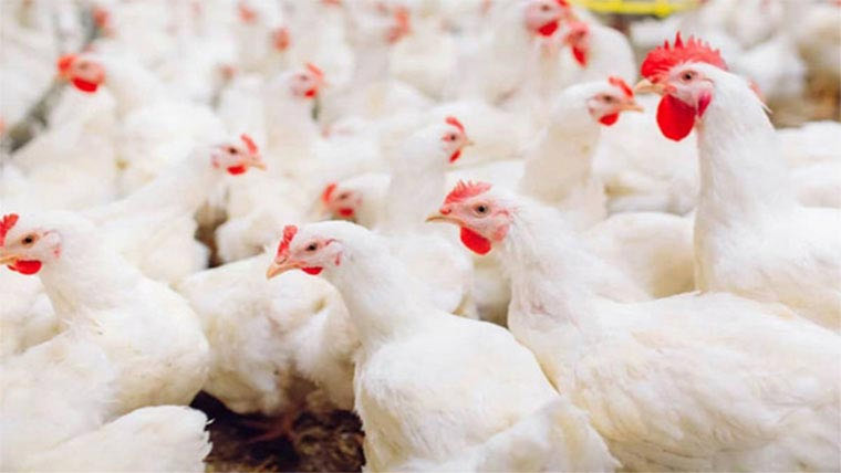 چکن 22 روپے کلو  مہنگا،577 میں فروخت 