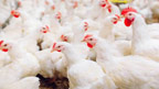 چکن 22 روپے کلو  مہنگا،577 میں فروخت 