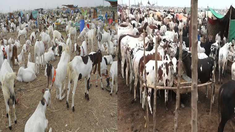 مویشی منڈی میں قربانی کے جانوروں کی خریداری تیز