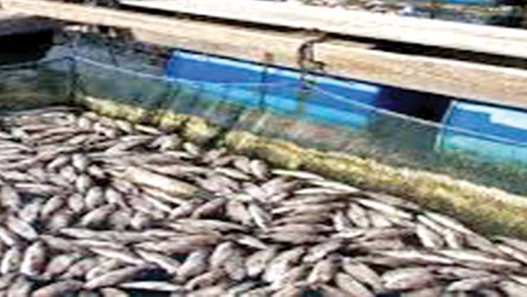 تالاب میں زہر،لاکھوں کی مچھلی ہلاک