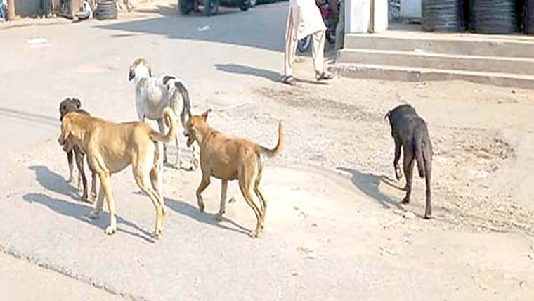 اسلام آباد میں آوارہ کتوں کی بھر مار ، گھروں سے نکلنا محال 