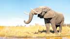  افریقی ہاتھی ایک دوسرے کو انفرادی ناموں سے پکارتے 