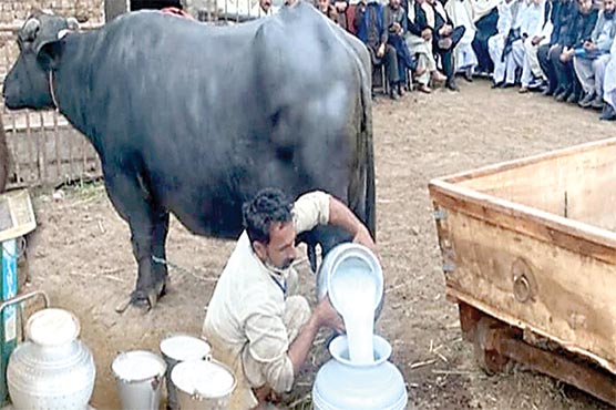 منڈی بہاؤ الدین،پاکستانی بھینس کا نیا عالمی ریکارڈ 