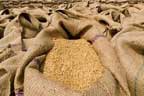 محکمہ  خوراک  :  گندم  کم  قیمت  پر  وصول ،  فی  بورا 10کلو کٹوتی  