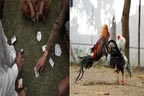  مرغوں کی لڑائی اور تاش پر جوائ، 15 قمار باز گرفتار