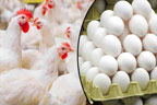 فارمی انڈے کی قیمت میں  21روپے درجن اضافہ 