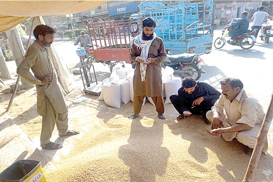 باردانہ تقسیم شروع نہ ہونے پر گندم سڑکوں پرفروخت