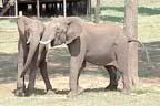 کان پھڑپھڑانا ،سونڈجھولنا،ہاتھی کے سلام کرنے کے طریقے 