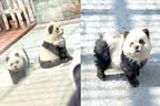 چینی چڑیا گھر میں کتوں پر پانڈا جیسا رنگ ،انتظامیہ کی شامت 
