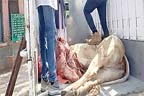 مردہ جانور لے جانیوالی گاڑی پکڑی گئی ،600 کلو گوشت تلف