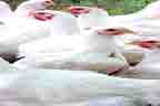 3 روز :چکن کی قیمت میں 59 روپے کلو اضافہ