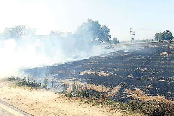 احمد نگر چٹھہ میں گندم کی باقیات جلانے کا سلسلہ جاری 