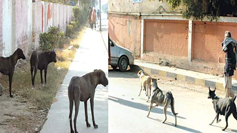 آوارہ کتوں کے حملے ، بچیوں سمیت 3افراد شدید زخمی