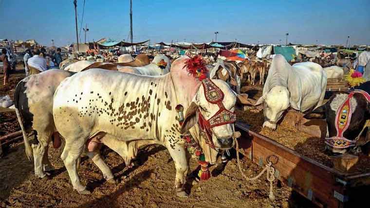 مویشی منڈیوں کی نیلامی دوسری بار بھی منسوخ، اب 27 مئی کو ہوگی 