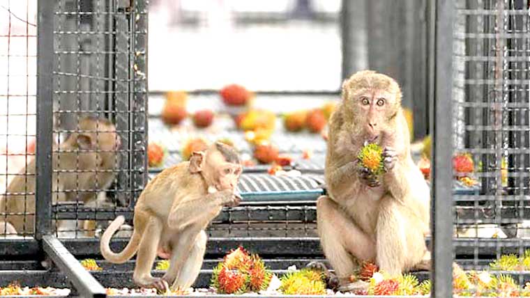 تھائی لینڈ:شرارتی بندروں سے نمٹنے کیلئے انوکھا طریقہ 