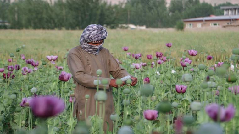 افغانستان :پابندی کے باوجود پوست  کی کاشت میں 19 فیصد اضافہ