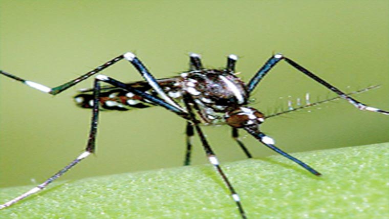  مریض میں ڈینگی کی تصدیق