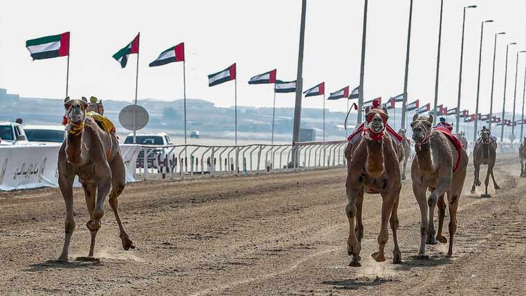 متحدہ عرب امارات ، زاید گرینڈ  اونٹ ریس 2024 شروع