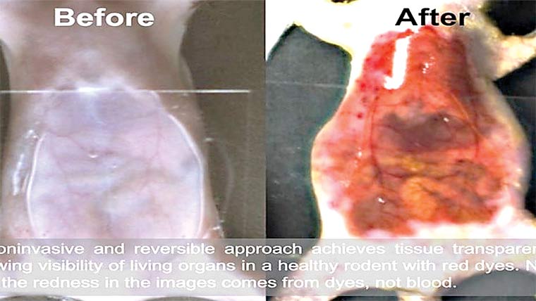 جلد کو آر پار دکھانے والا فوڈ ڈائی،چوہوں پرکامیاب تجربہ